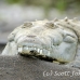 crocodile_american_tar_h_0036_cos0315.jpg